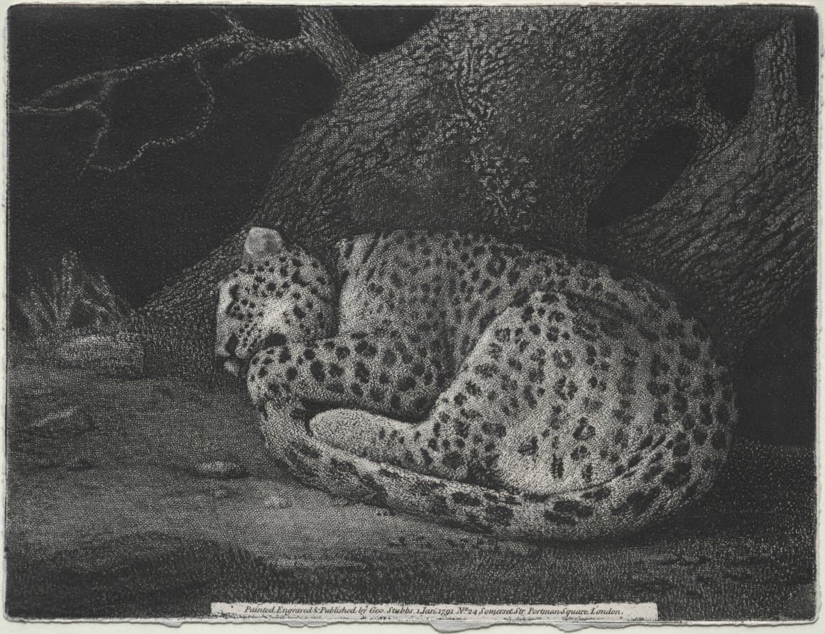 A Sleeping Leopard (1791)