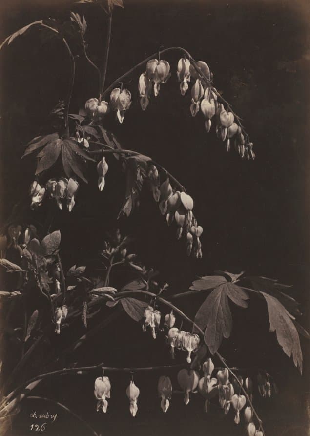 Floral Still Life (Bleeding Hearts) (c. 1865)