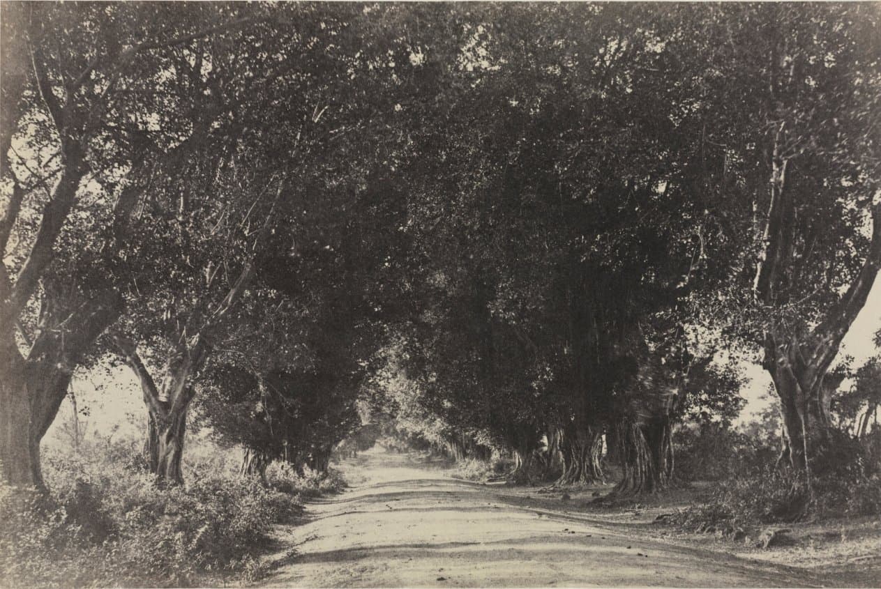 Avenue of the Banian Trees, Seringham, India (1858)
