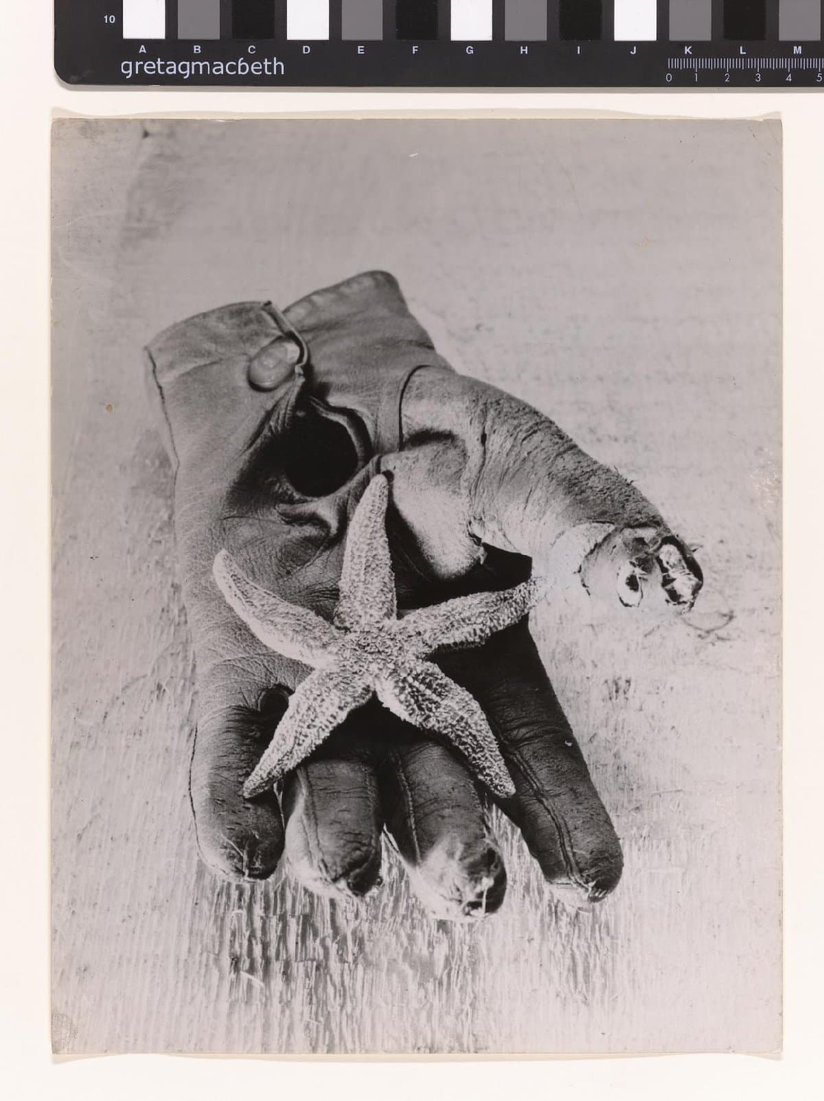 Glove and Starfish