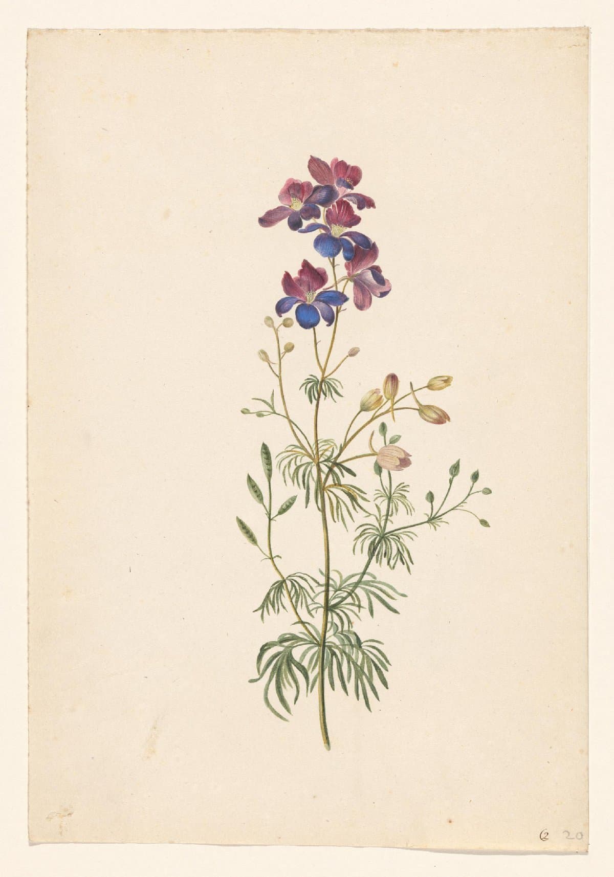 Delphinium