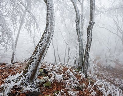 Frosted ForestMartin Rak