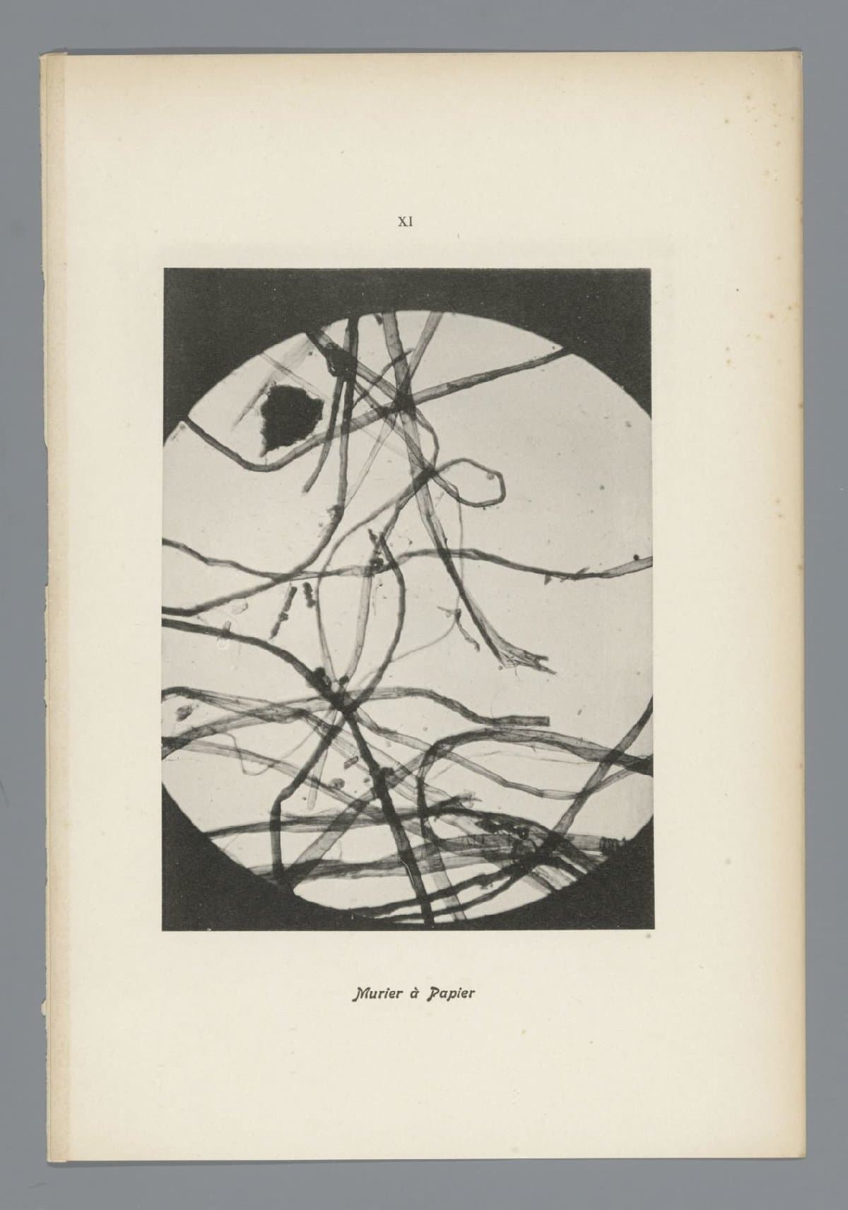 Microfoto’s van papiervezels